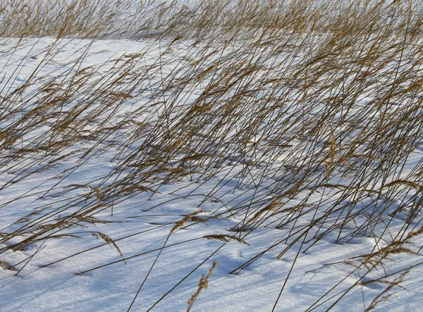 Cañas en invierno nieve —  Fotos de Stock