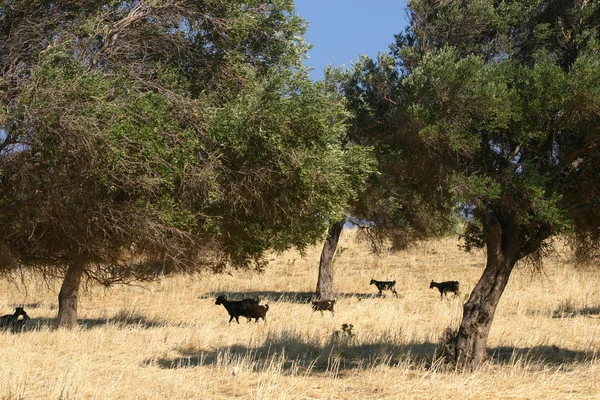Черная овца в оливковой роще — стоковое фото