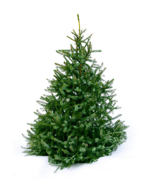 Young green fir tree on snow