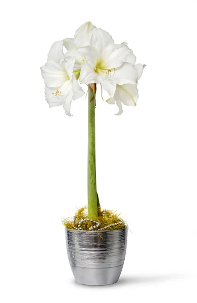 White amaryllis in pot — Stock Photo, Image