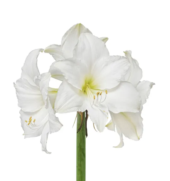 Белый цветок амариллиса — стоковое фото