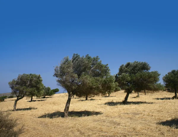 Winderig olijfboomgaard — Stockfoto