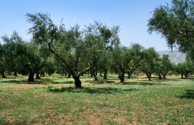 Olive grove