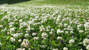 White clover field clipart