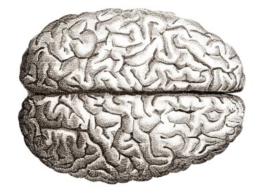 Old engraving of human brains clipart