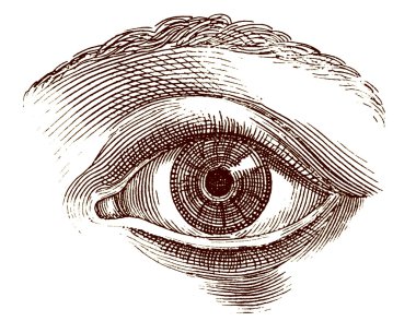 Human eye old engraving clipart