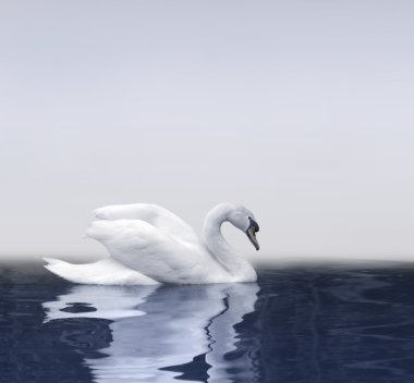 Swan reflection clipart