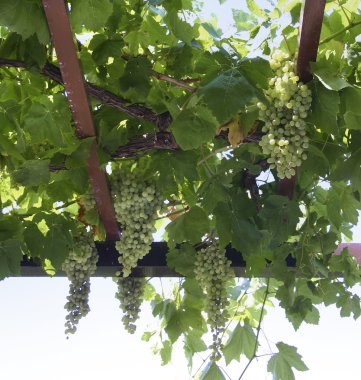 Grapevine kümeleri