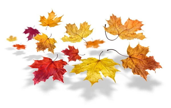 Jesienią liście spadające — Zdjęcie stockowe