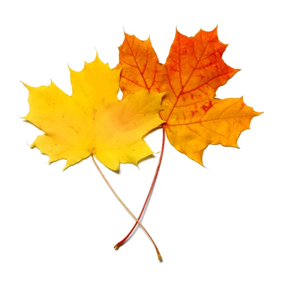 Yelllow and orange maple leaf — Stock Photo, Image