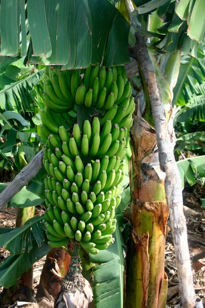 Свежие бананы — стоковое фото