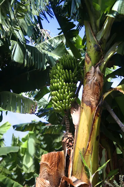 Банановая связка на банановом дереве — стоковое фото
