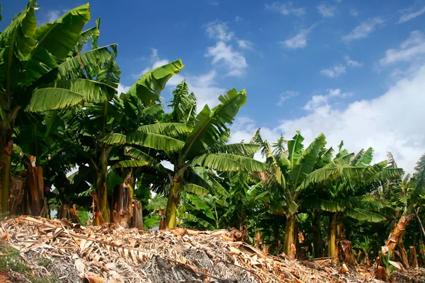 Бананових дерев — стокове фото
