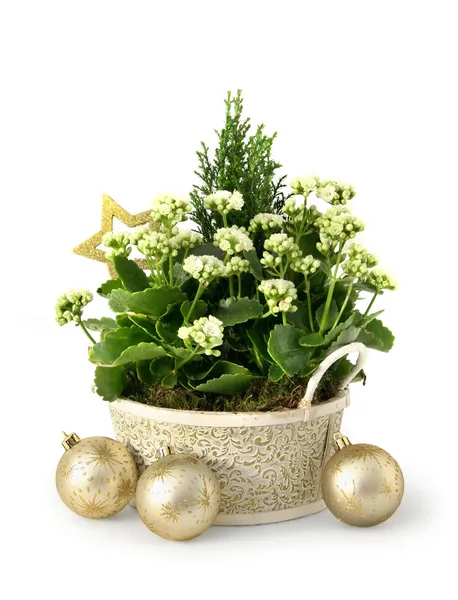 Christmas flower — Stock Photo, Image