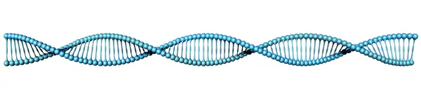 Hélice de DNA em branco — Fotografia de Stock