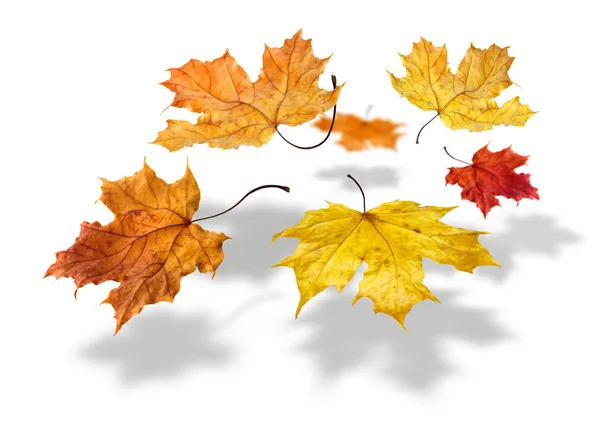 カラフルな秋のカエデの葉を白い背景の上に落ちてくる — ストック写真