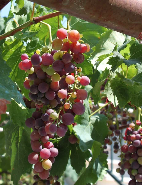Fresh grapevine — Stock Photo, Image