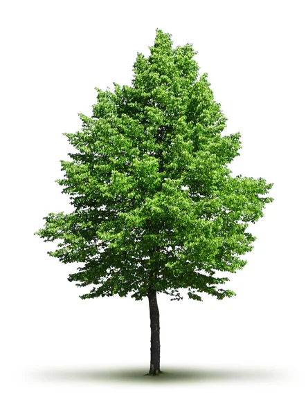 Árvore folhosa verde solitária — Fotografia de Stock