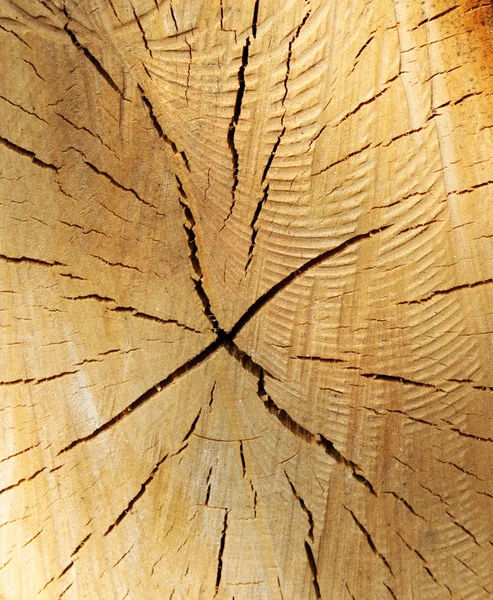 Toco de madeira — Fotografia de Stock