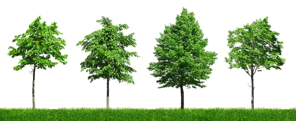 Quattro giovani alberi verdi — Foto Stock