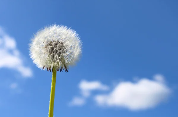 stock image Dandelion seeds