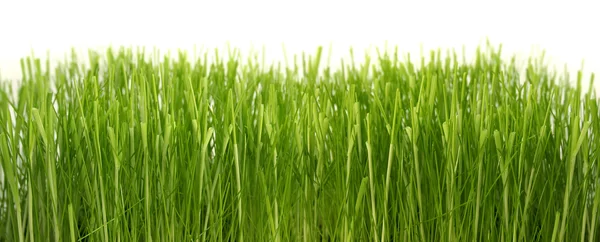 Grama verde densa — Fotografia de Stock