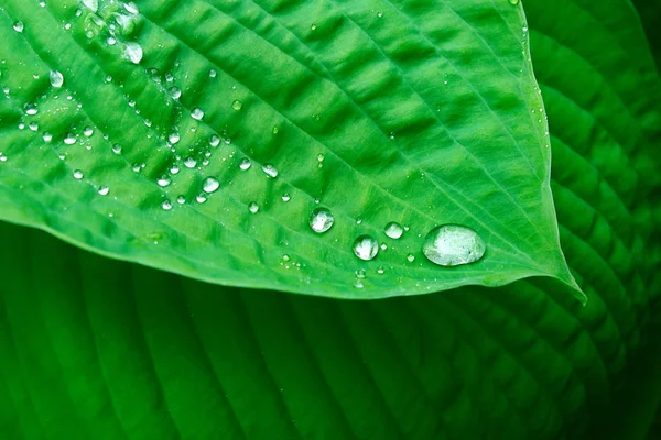 stock image Drops on green leaf