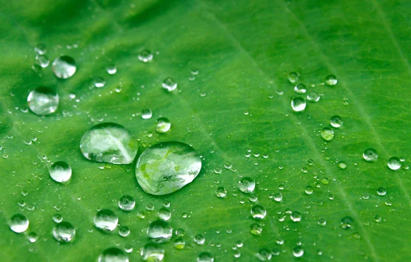 stock image Drops on green leaf