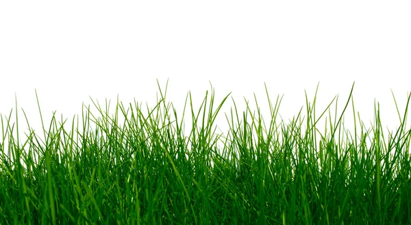 Молодая зелёная трава — стоковое фото