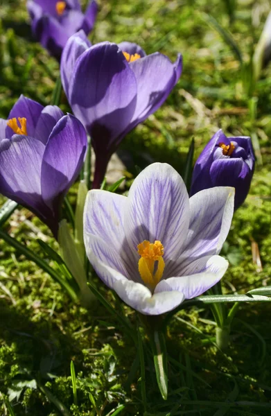 Violet spring crocuses — Stock Photo, Image