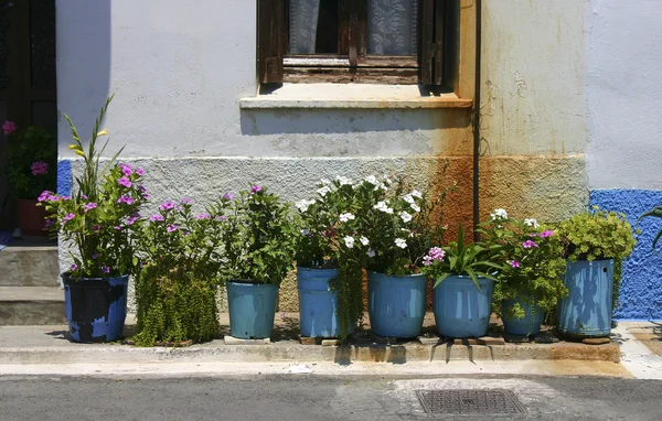 Квіти в блакитних горщиках — стокове фото
