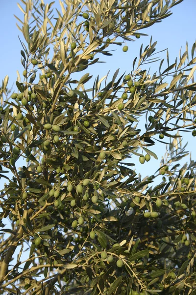 Green olives in tree — Zdjęcie stockowe