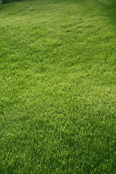 绿草垫子 — 图库照片