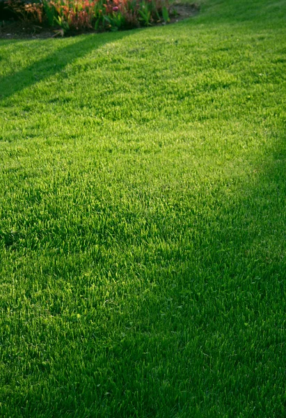 Zielona trawa shawods — Zdjęcie stockowe