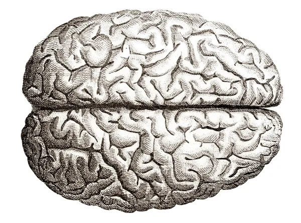 Antiguo grabado de cerebros humanos — Foto de Stock