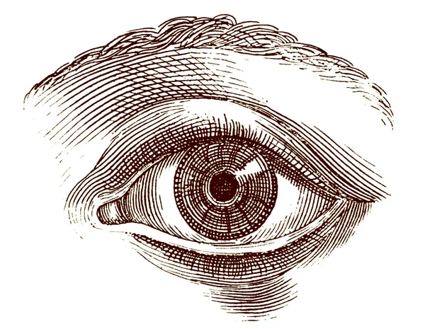 Olho humano gravura antiga — Fotografia de Stock