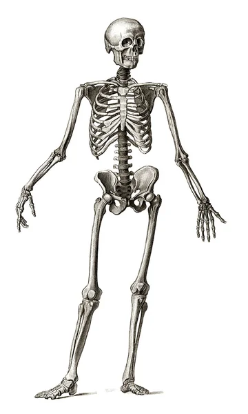 Gravura velha de esqueleto humano — Fotografia de Stock