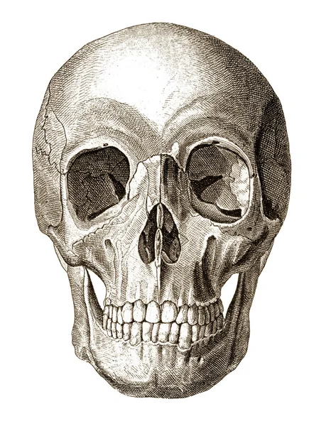 Ilustración del cráneo —  Fotos de Stock