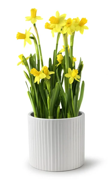 Narcissus pot — Stock Photo, Image