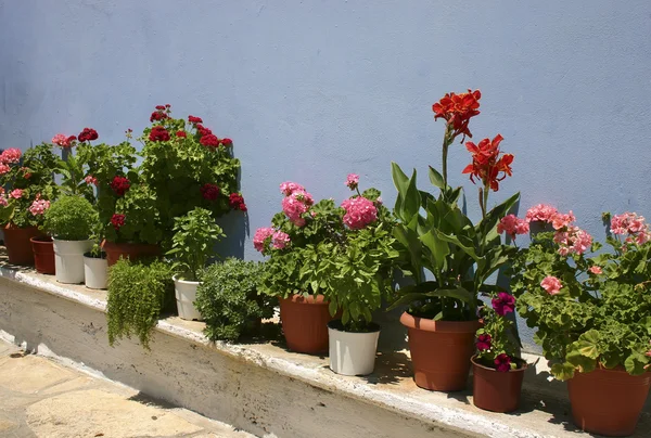 Flores rojas pared azul — Foto de Stock
