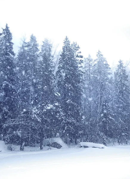雪の立ち下がりの森 — ストック写真