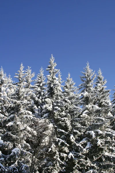 Verschneiter Wald — Stockfoto