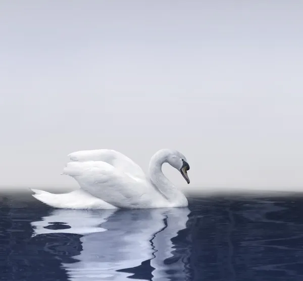 Réflexion du cygne — Photo