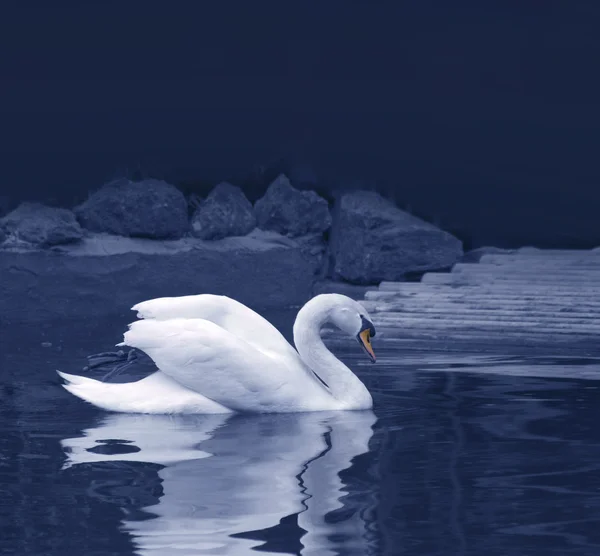 Лебединое отражение — стоковое фото