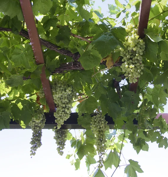 Grapevine clusters — Stock Photo, Image