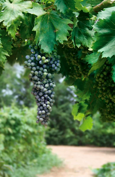 Uvas de vinificación — Foto de Stock