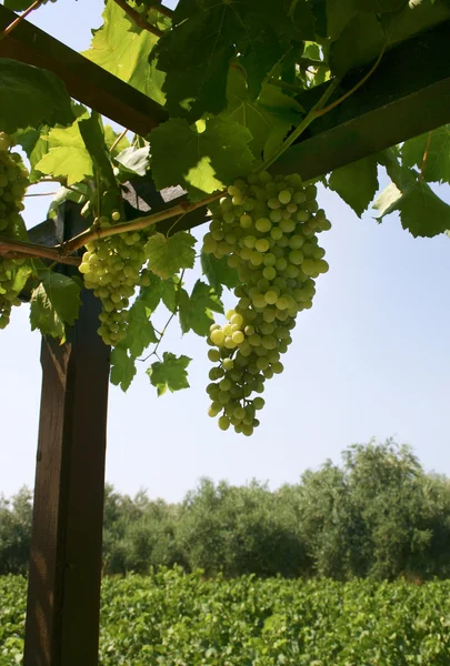Wine grapes growing — Stock Photo, Image