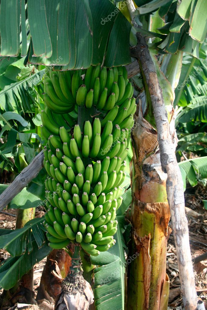 Fresh bananas Stock Photo by ©anterovium 9352241