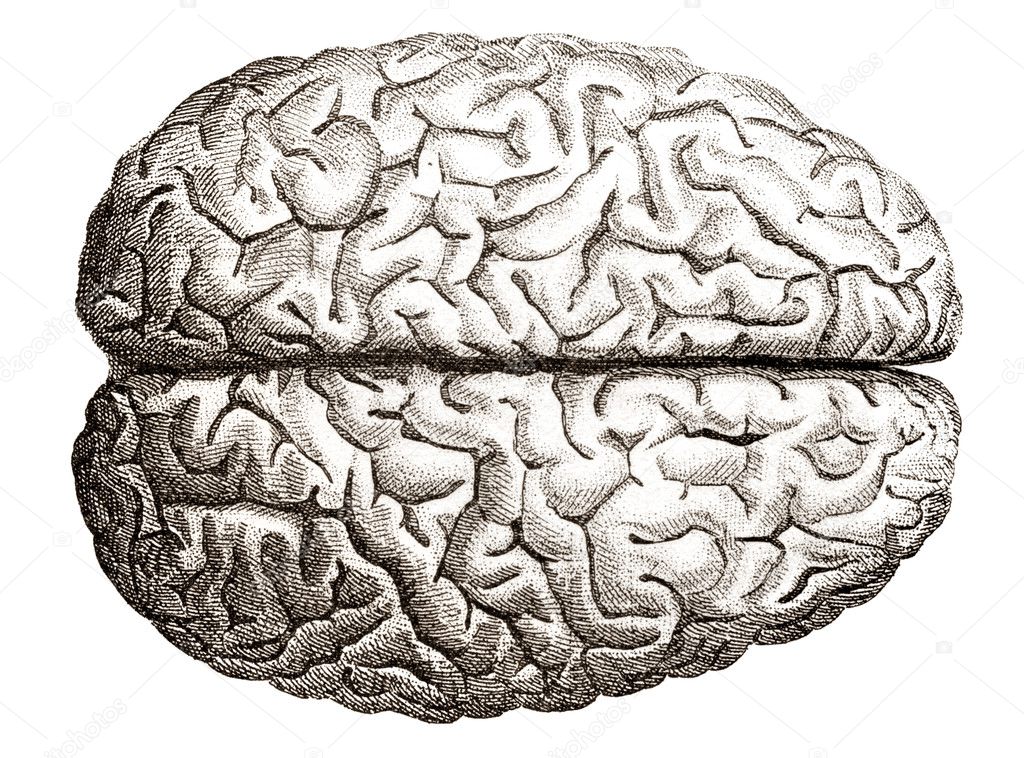 Old engraving of human brains
