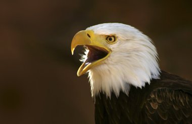 Bald eagle screaming clipart